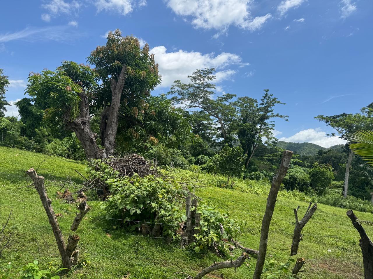 Nineteenth image of March Town,cave Valley,ha in Cave Valley, Hanover, Jamaica - property is For Sale