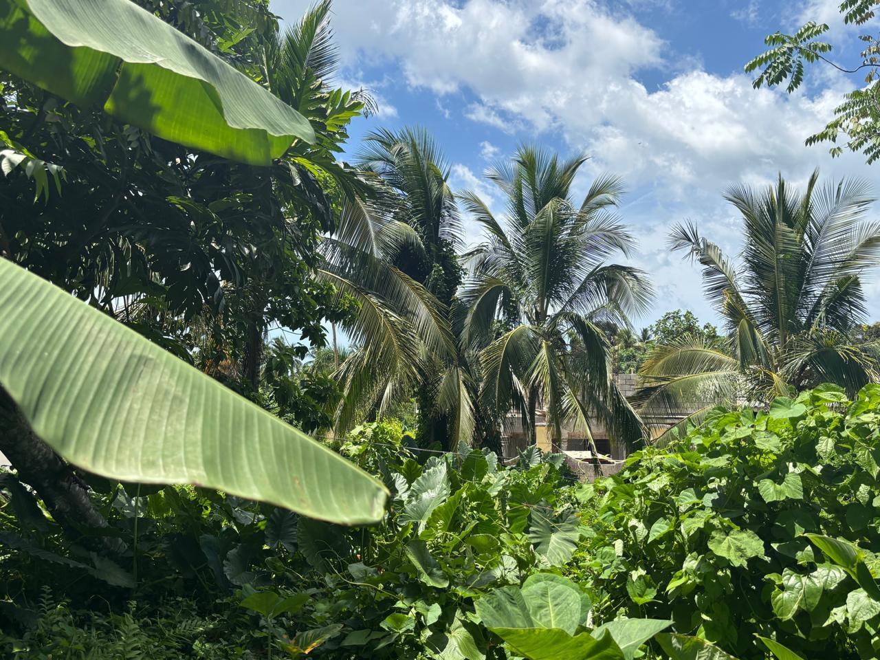 Twenty-Second image of March Town,cave Valley,ha in Cave Valley, Hanover, Jamaica - property is For Sale