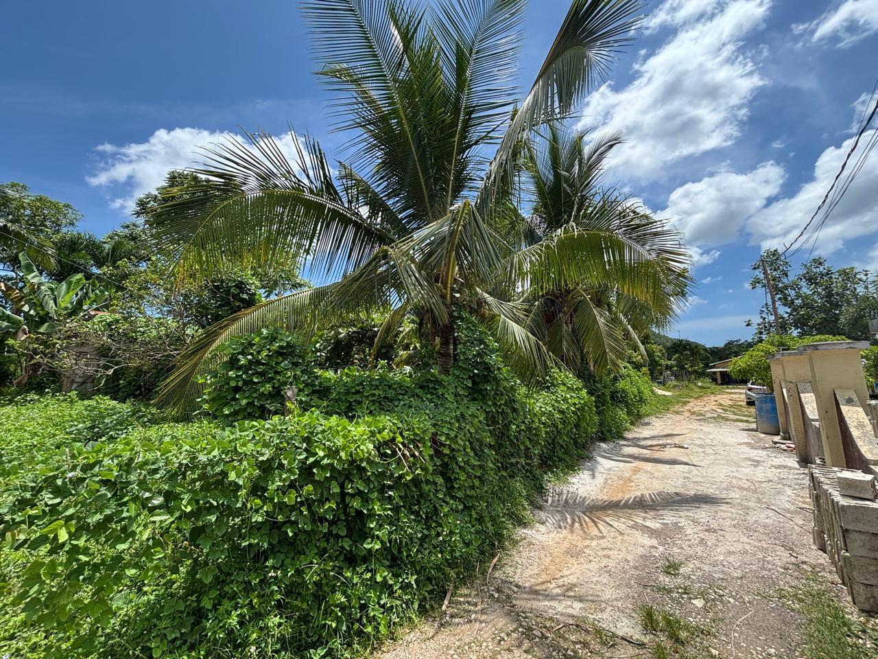 Twenty-Seventh image of March Town,cave Valley,ha in Cave Valley, Hanover, Jamaica - property is For Sale