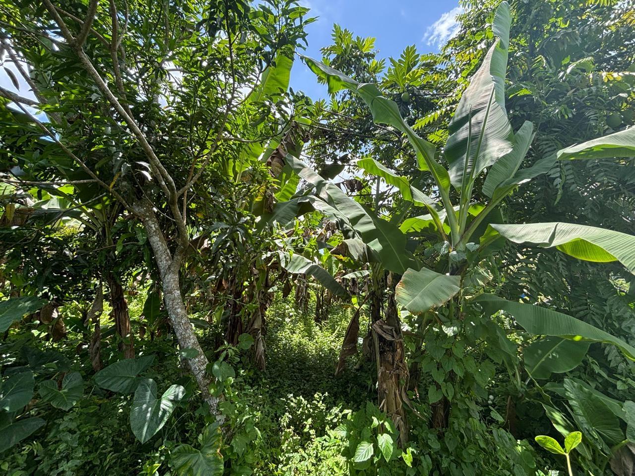 Twenty-Eighth image of March Town,cave Valley,ha in Cave Valley, Hanover, Jamaica - property is For Sale