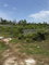 First image of Salt Marsh , Trelawny, in Salt Marsh, Trelawny, Jamaica - property is For Sale