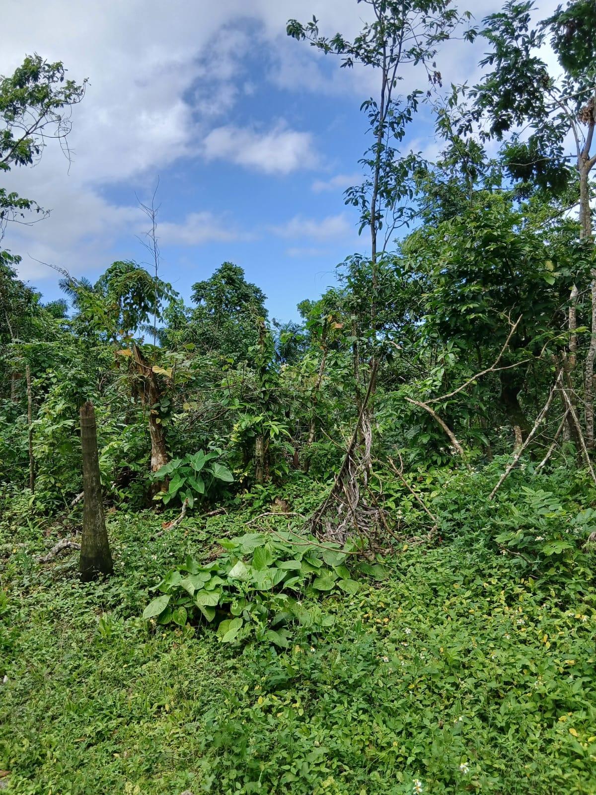 Third image of New Ground in Lime Hall, St. Ann, Jamaica - property is For Sale