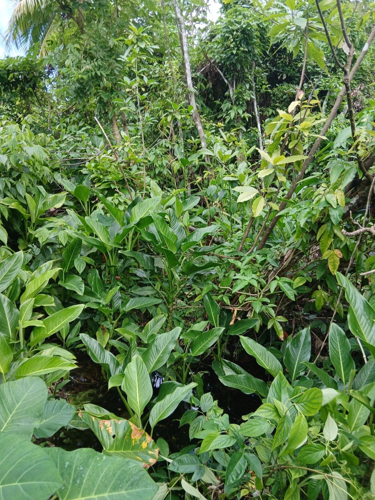 Fourth image of New Ground in Lime Hall, St. Ann, Jamaica - property is For Sale