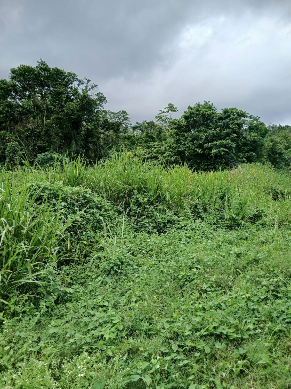 Fifth image of New Ground in Lime Hall, St. Ann, Jamaica - property is For Sale
