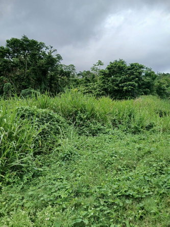 Fifth image of New Ground in Lime Hall, St. Ann, Jamaica - property is For Sale