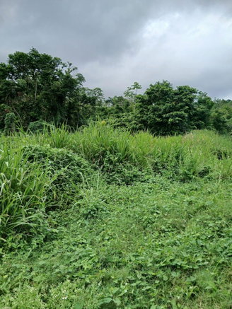 First image of Lot 43-new Ground Lime Hall st Ann's Bay, s in Lime Hall, St. Ann, Jamaica - property is For Sale