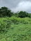 First image of Lot 43-new Ground Lime Hall st Ann's Bay, s in Lime Hall, St. Ann, Jamaica - property is For Sale