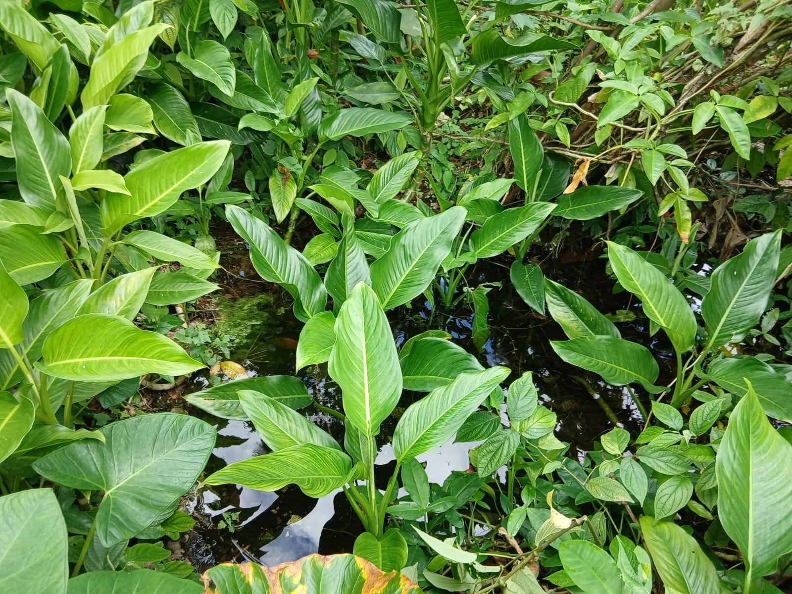 Fourth image of Lot 43-new Ground Lime Hall st Ann's Bay, s in Lime Hall, St. Ann, Jamaica - property is For Sale