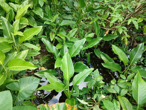 Fourth image of Lot 43-new Ground Lime Hall st Ann's Bay, s in Lime Hall, St. Ann, Jamaica - property is For Sale