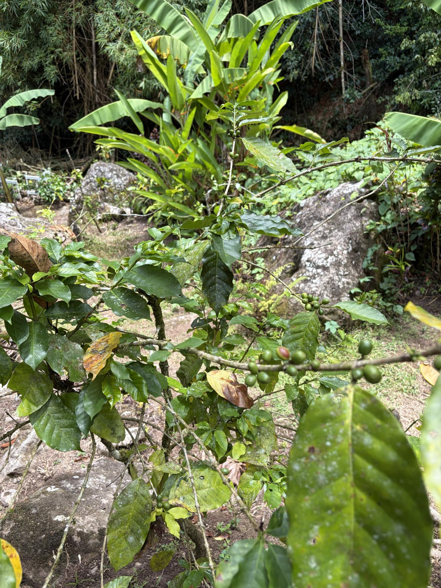 Eleventh image of Iron River Stony Hill in Golden Spring P.O., St. Andrew, Jamaica - property is For Sale