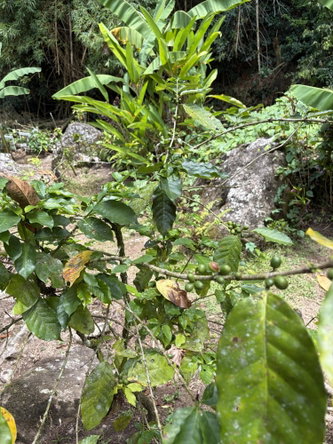 Eleventh image of Iron River Stony Hill in Golden Spring P.O., St. Andrew, Jamaica - property is For Sale