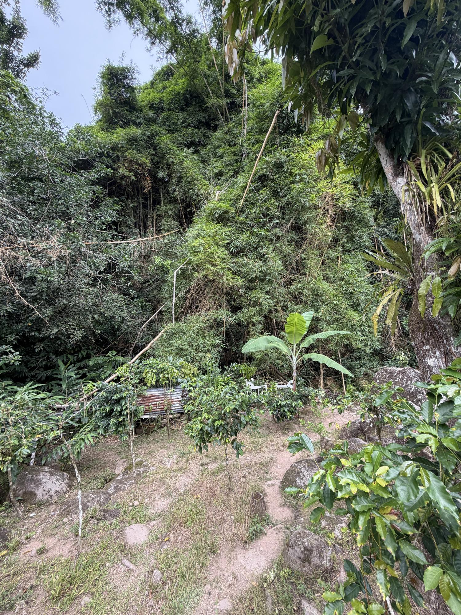 Thirteenth image of Iron River Stony Hill in Golden Spring P.O., St. Andrew, Jamaica - property is For Sale
