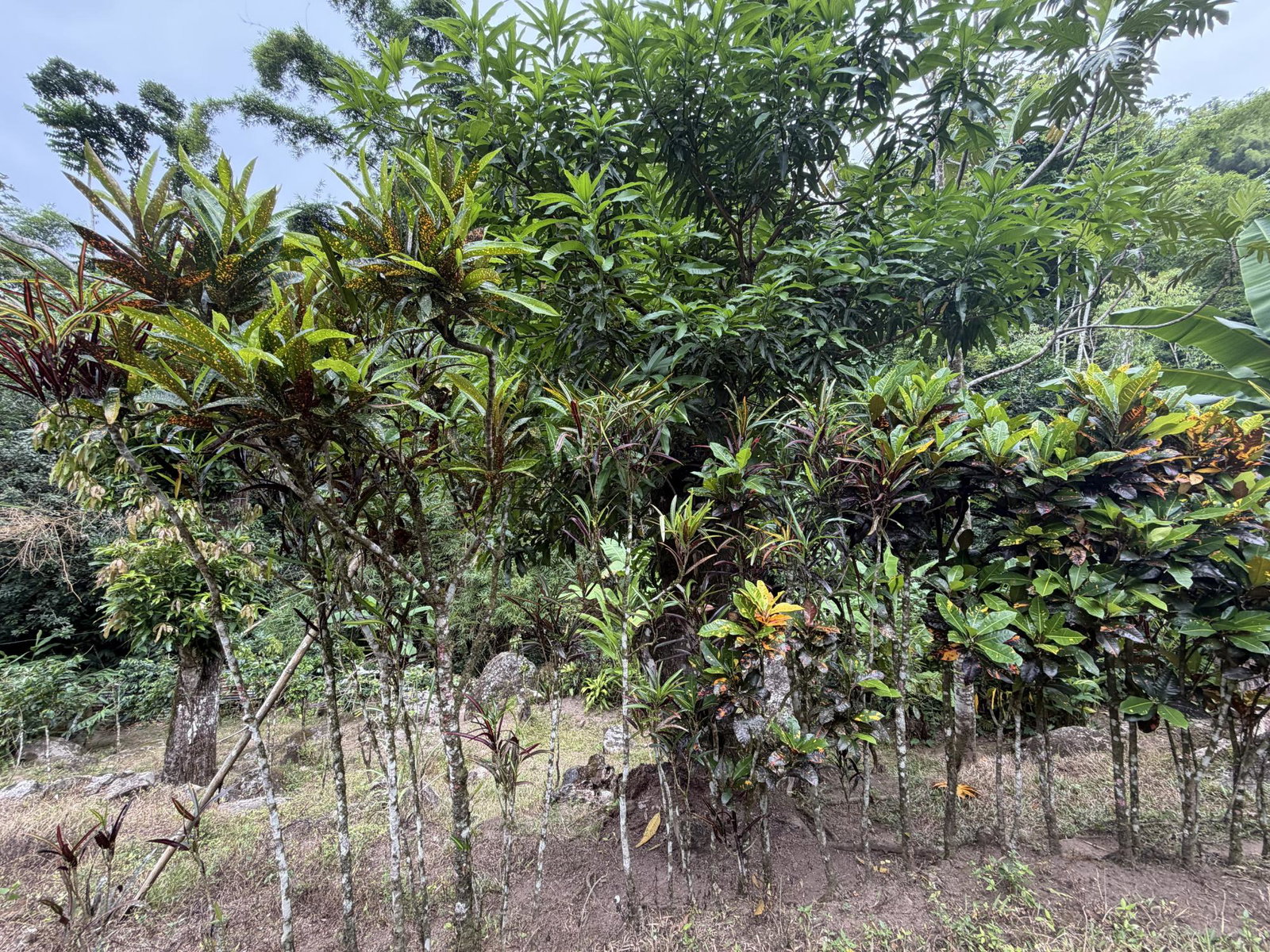 Nineteenth image of Iron River Stony Hill in Golden Spring P.O., St. Andrew, Jamaica - property is For Sale