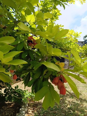 Eleventh image of 15-mount Boon Discovery Bay in Discovery Bay, St. Ann, Jamaica - property is For Sale