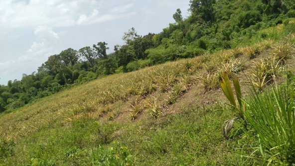 Tenth image of Friendship, Westmoreland in Friendship, Westmoreland, Jamaica - property is For Sale