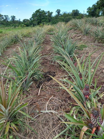 Eleventh image of Friendship, Westmoreland in Friendship, Westmoreland, Jamaica - property is For Sale