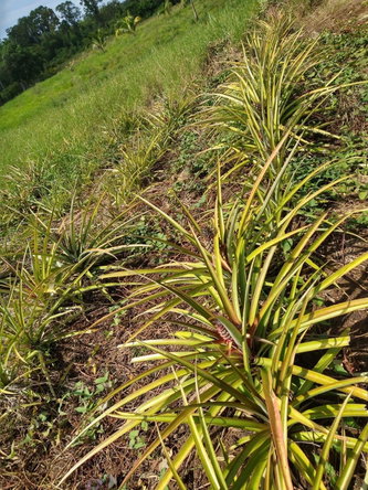Twelfth image of Friendship, Westmoreland in Friendship, Westmoreland, Jamaica - property is For Sale