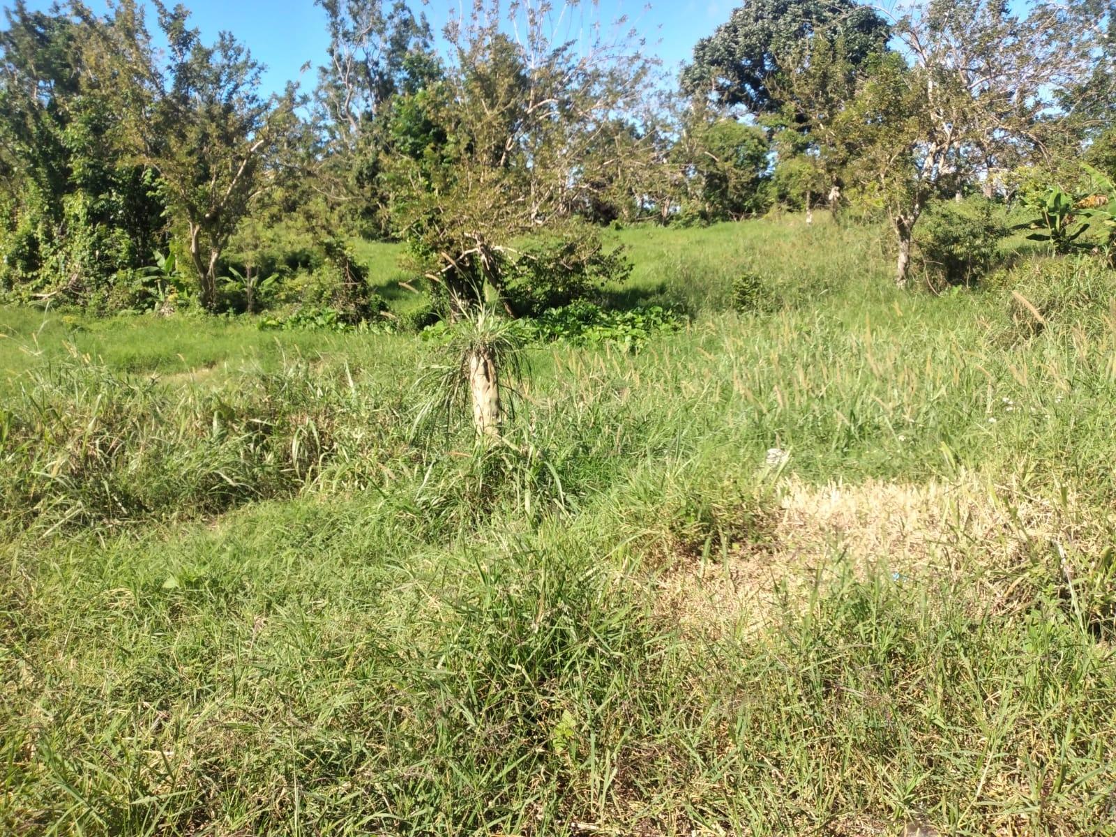 Tenth image of Lot 1 Part Brumalia in Mandeville, Manchester, Jamaica - property is For Sale