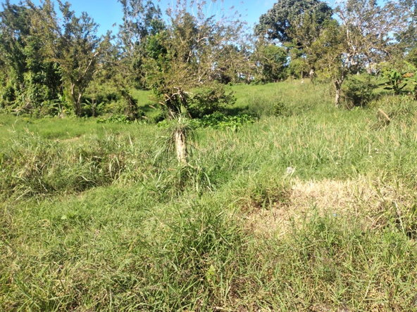 Tenth image of Lot 1 Part Brumalia in Mandeville, Manchester, Jamaica - property is For Sale