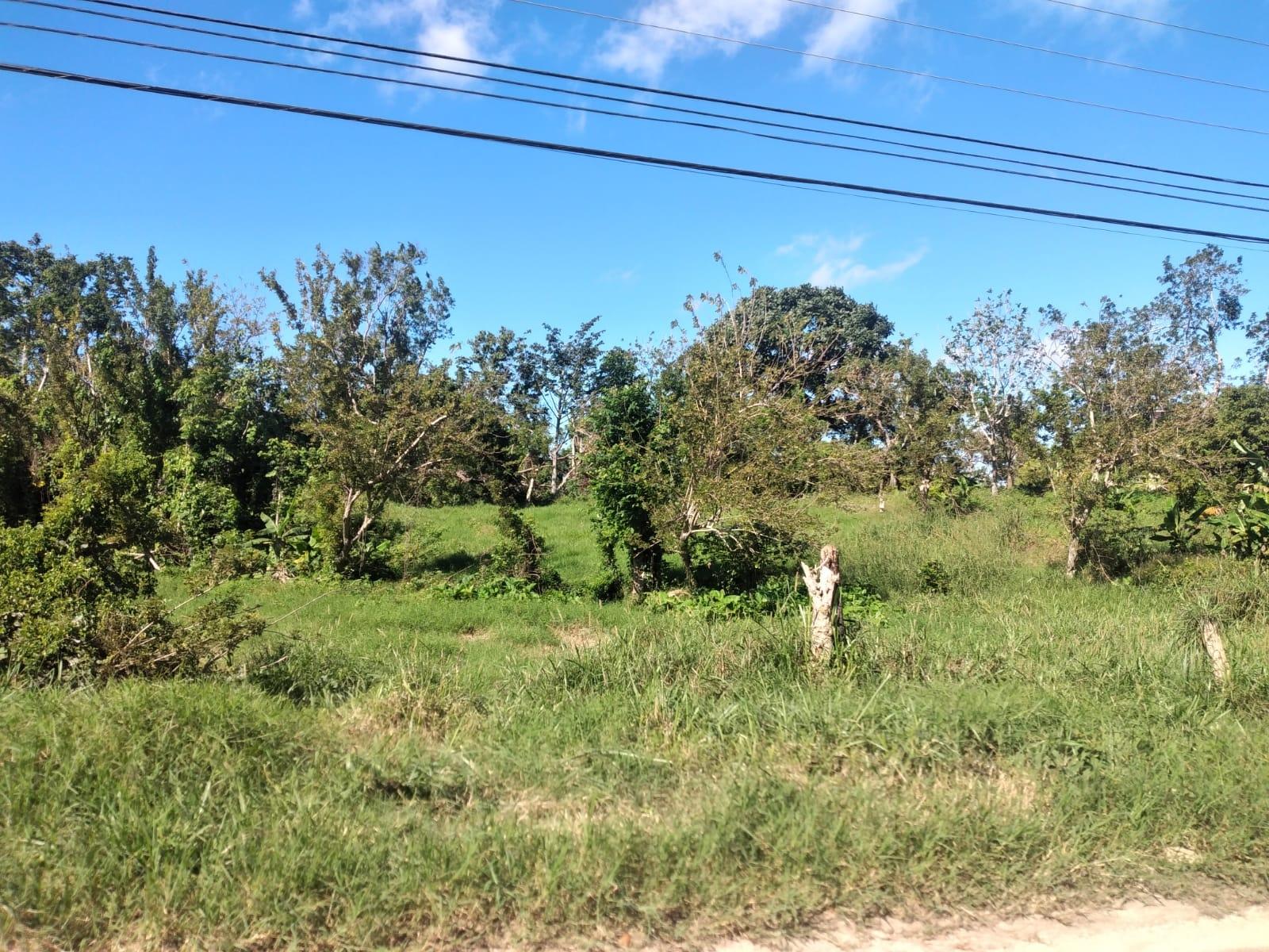 Eleventh image of Lot 1 Part Brumalia in Mandeville, Manchester, Jamaica - property is For Sale