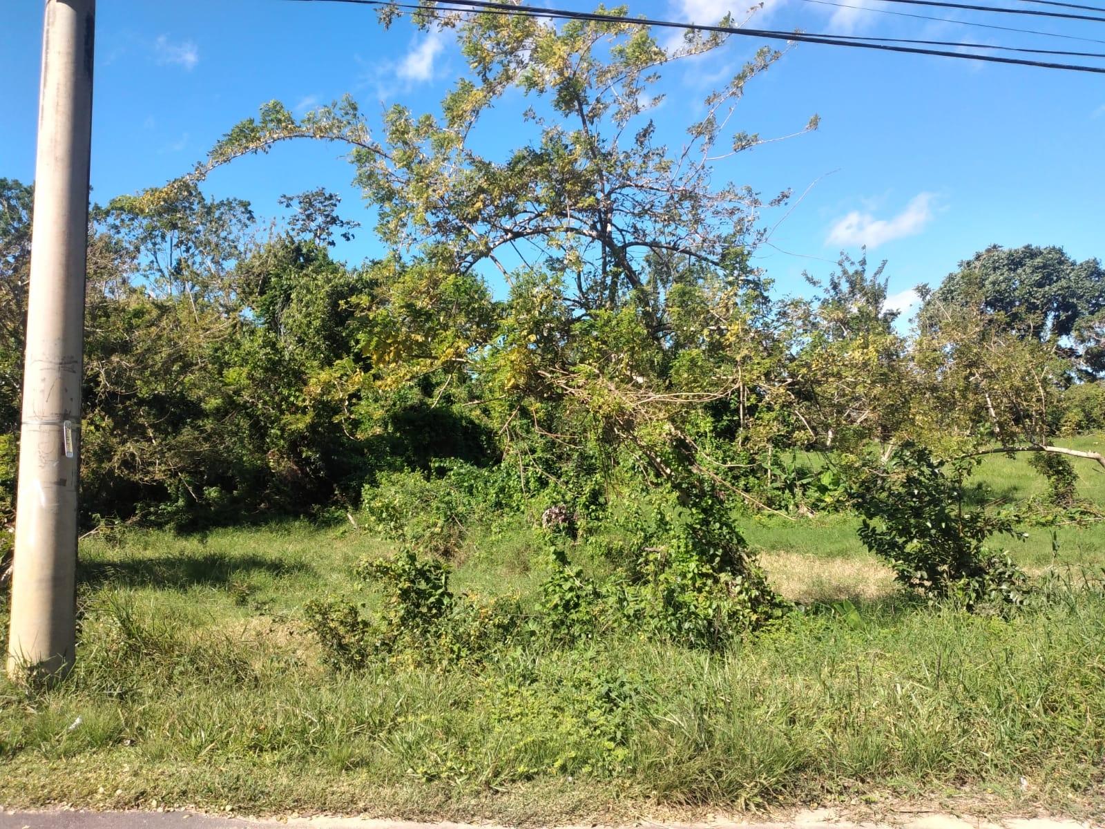 Thirteenth image of Lot 1 Part Brumalia in Mandeville, Manchester, Jamaica - property is For Sale