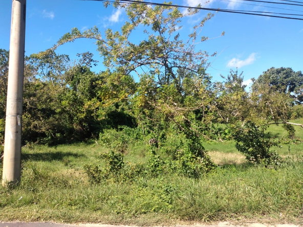 Thirteenth image of Lot 1 Part Brumalia in Mandeville, Manchester, Jamaica - property is For Sale