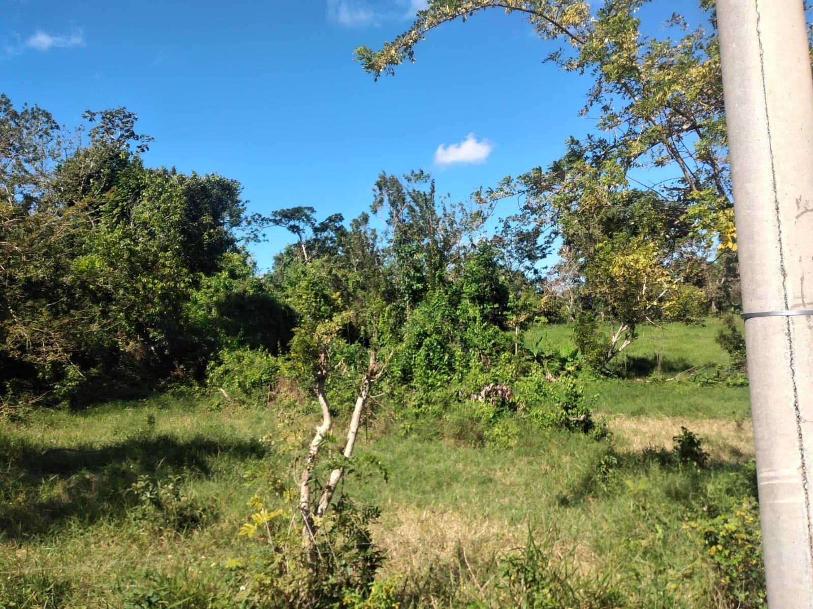 Fourteenth image of Lot 1 Part Brumalia in Mandeville, Manchester, Jamaica - property is For Sale