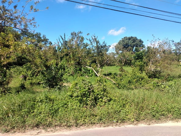 Fifteenth image of Lot 1 Part Brumalia in Mandeville, Manchester, Jamaica - property is For Sale