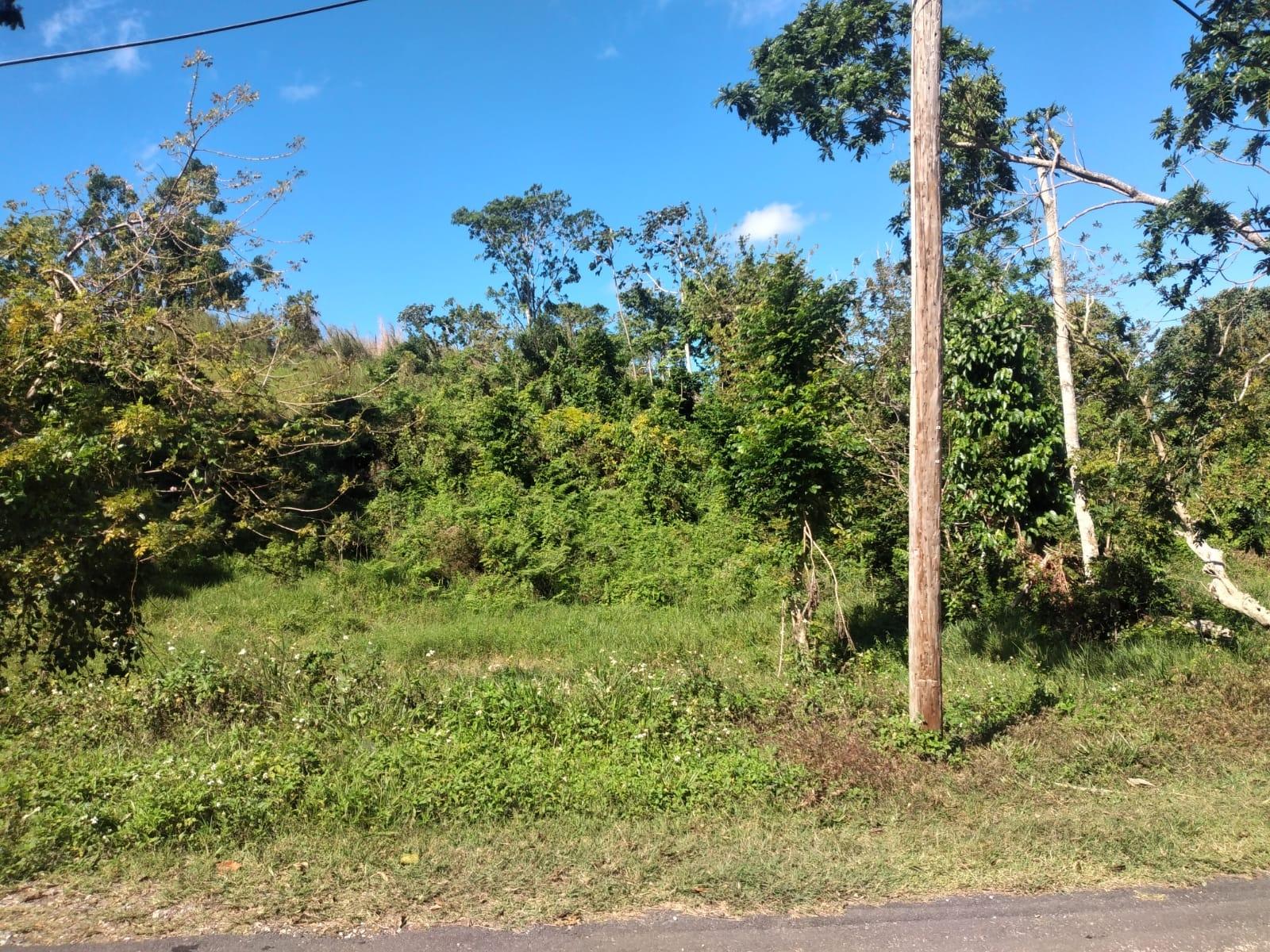 Sixth image of Lot 1 Part Brumalia in Mandeville, Manchester, Jamaica - property is For Sale