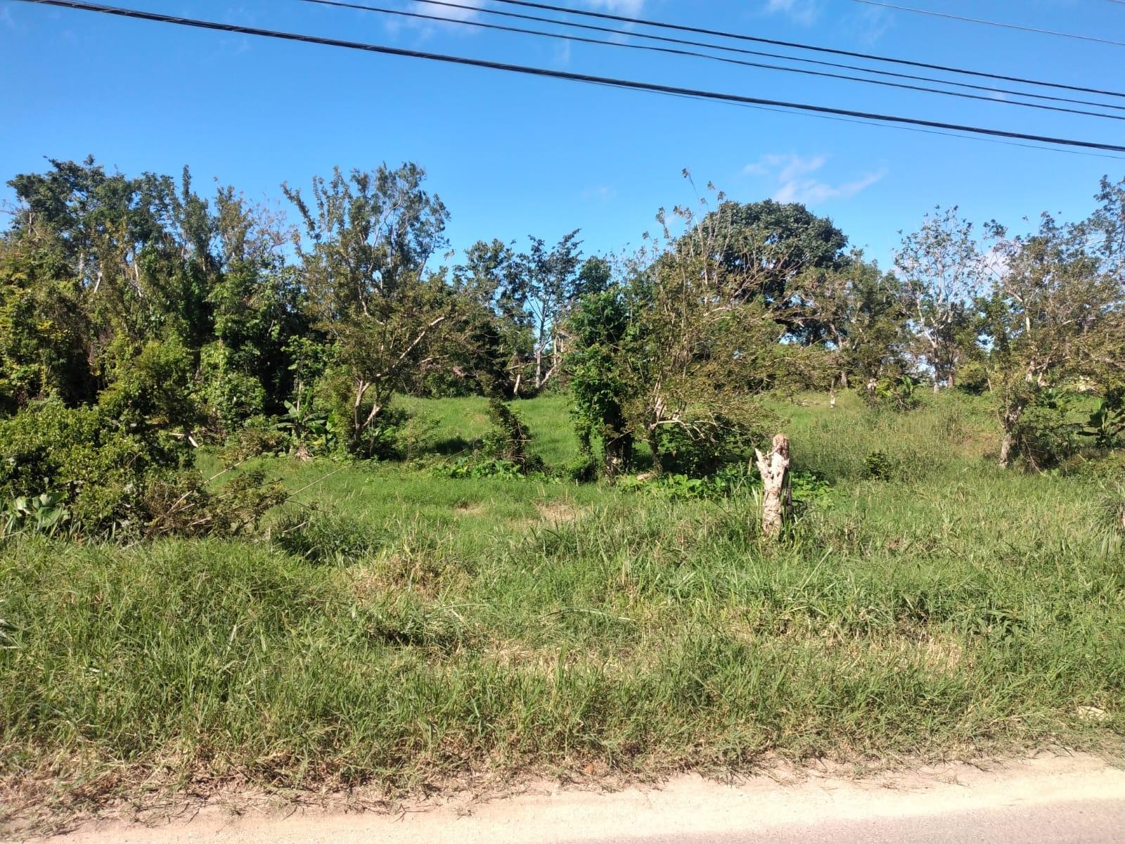 Eighth image of Lot 1 Part Brumalia in Mandeville, Manchester, Jamaica - property is For Sale