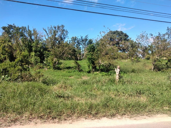 Eighth image of Lot 1 Part Brumalia in Mandeville, Manchester, Jamaica - property is For Sale