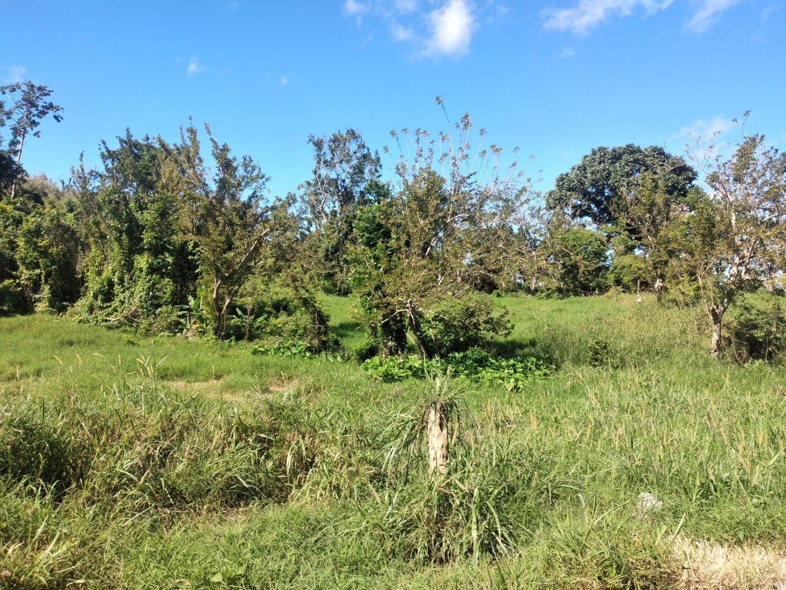 Ninth image of Lot 1 Part Brumalia in Mandeville, Manchester, Jamaica - property is For Sale
