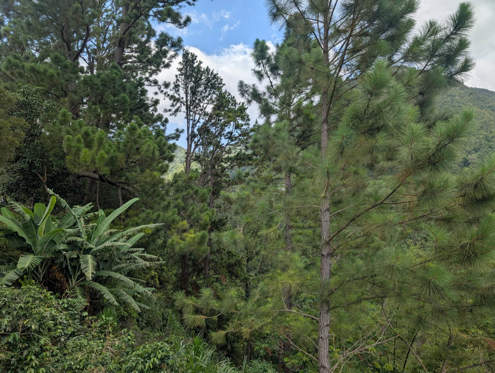 Sixteenth image of 20 Greenwich Drive in Irish Town P.A., St. Andrew, Jamaica - property is For Sale