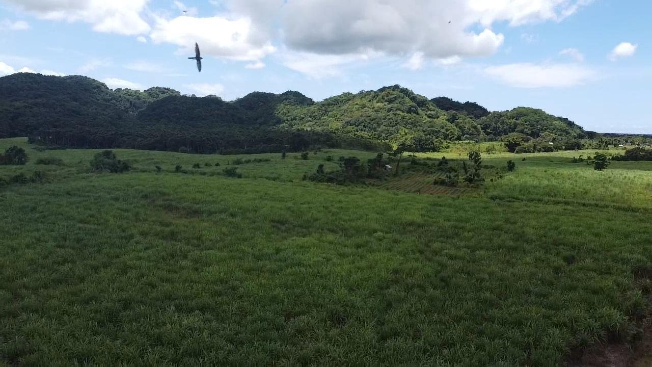 Third image of Kings Valley in Grange Hill, Westmoreland, Jamaica - property is For Sale