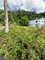 First image of 75 Woodstock Housing Scheme in Buff Bay, Portland, Jamaica - property is For Sale