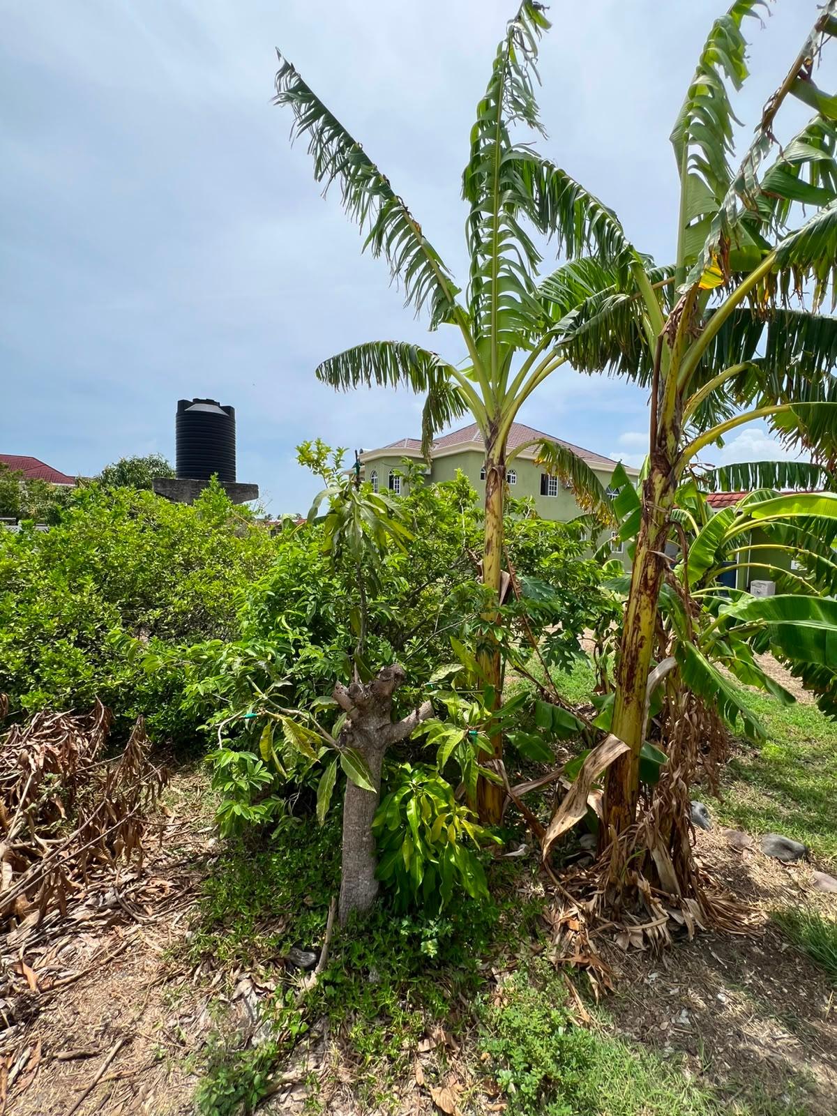 Sixteenth image of Lot 38 Seville Meadows Ph1 ,span in SYDENHAM GARDENS, St. Catherine, Jamaica - property is For Rent