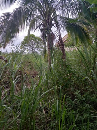 Fourth image of 65c Brokenhurst in Old England, Manchester, Jamaica - property is For Sale