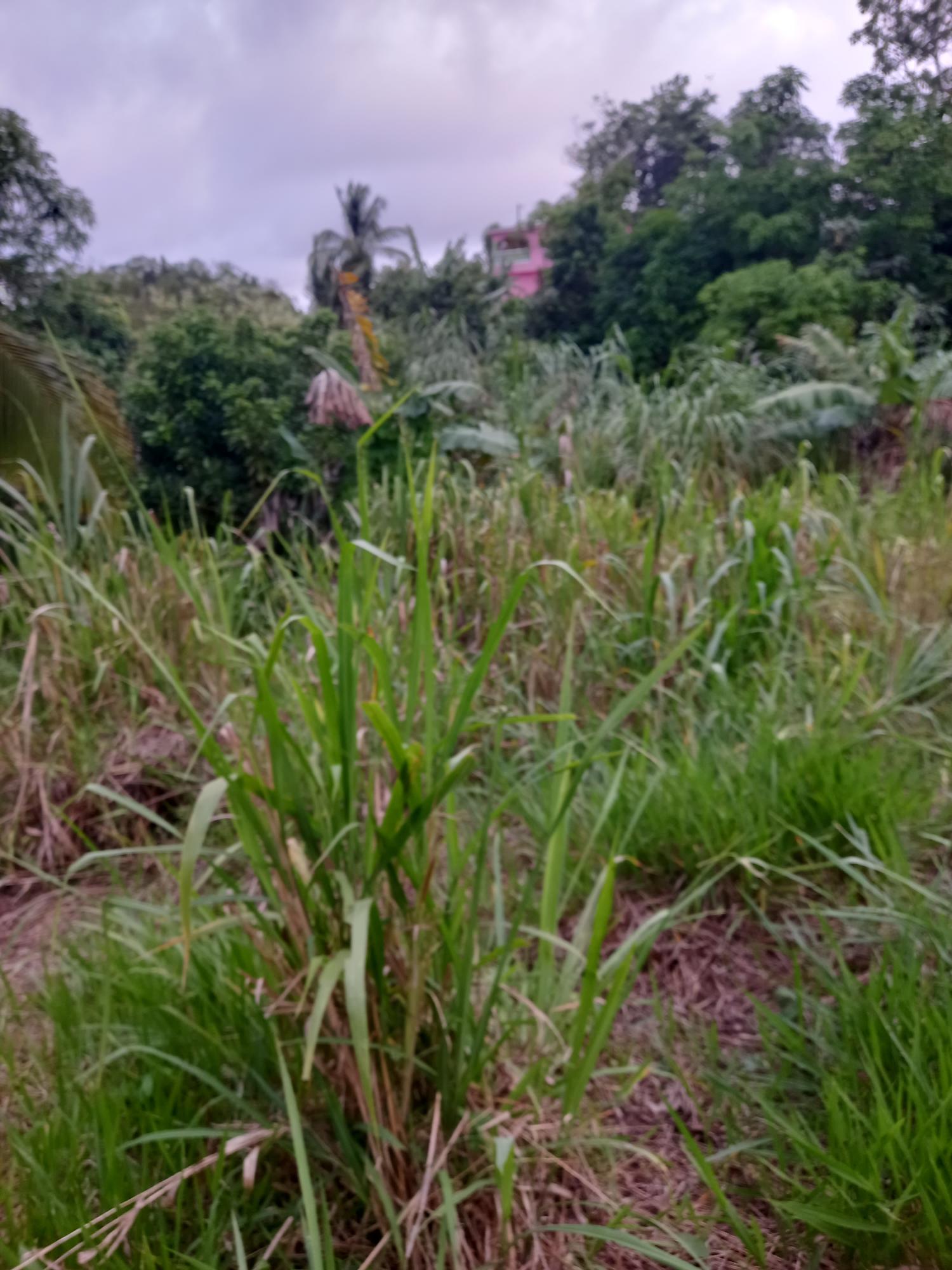 Fifth image of 65c Brokenhurst in Old England, Manchester, Jamaica - property is For Sale