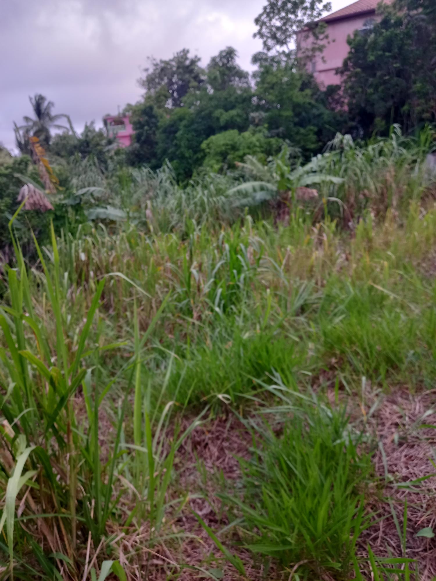 Sixth image of 65c Brokenhurst in Old England, Manchester, Jamaica - property is For Sale