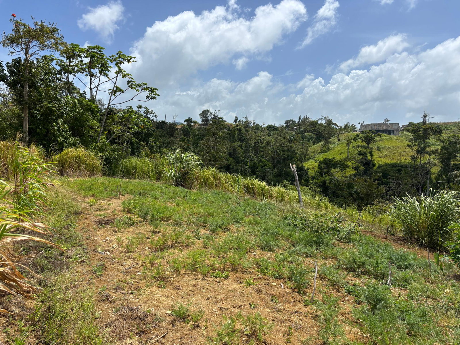 First image of Free Hill Road in Bamboo, St. Ann, Jamaica - property is For Sale