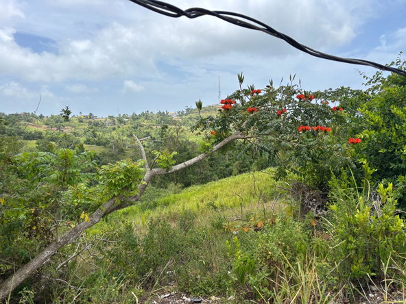 Eleventh image of Free Hill Road in Bamboo, St. Ann, Jamaica - property is For Sale