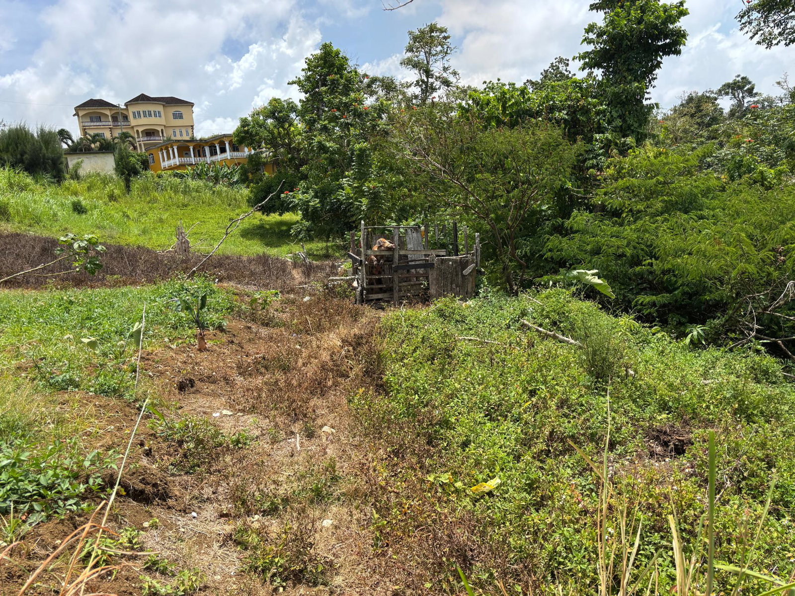 Seventeenth image of Free Hill Road in Bamboo, St. Ann, Jamaica - property is For Sale