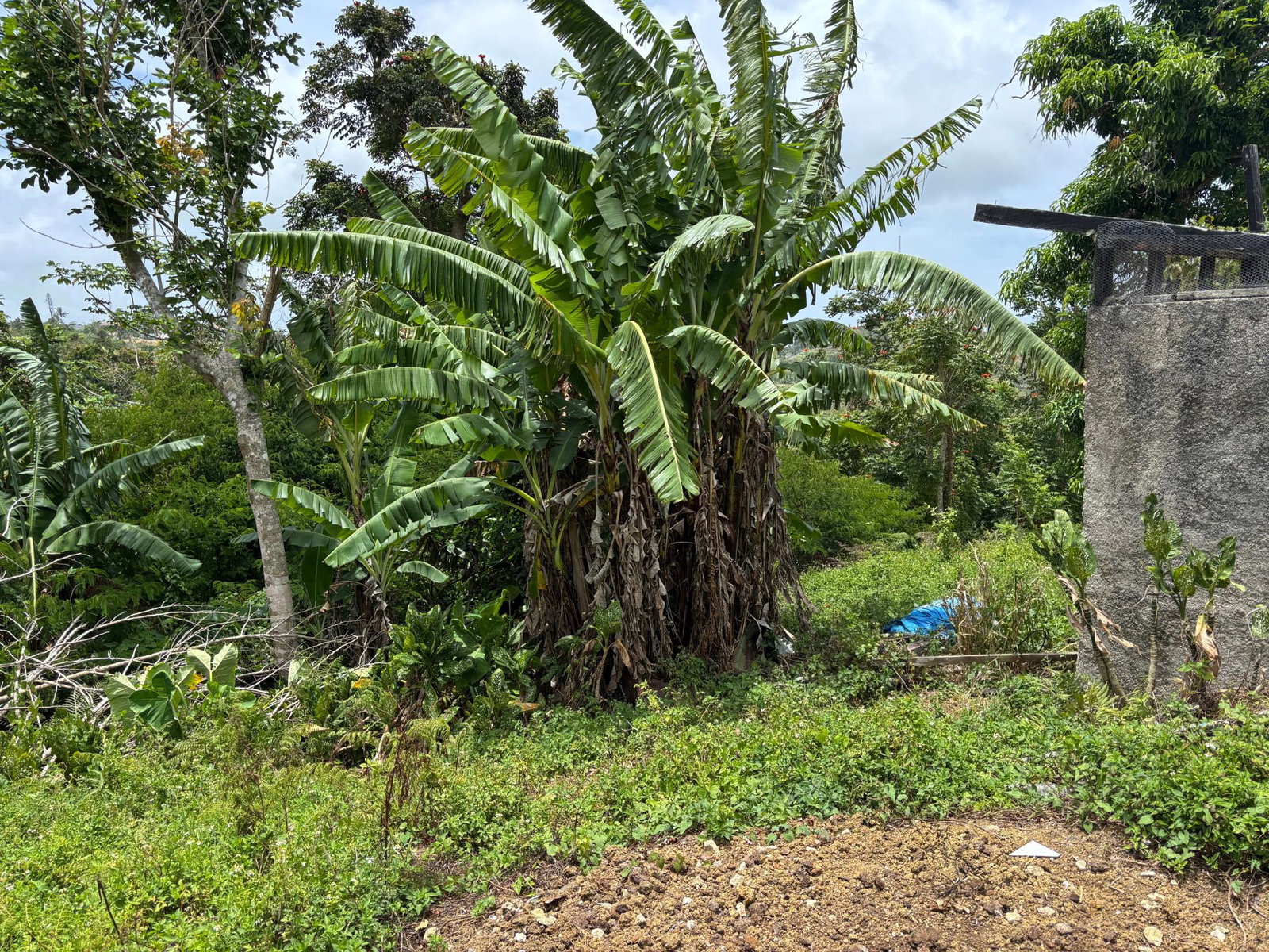 Eighteenth image of Free Hill Road in Bamboo, St. Ann, Jamaica - property is For Sale