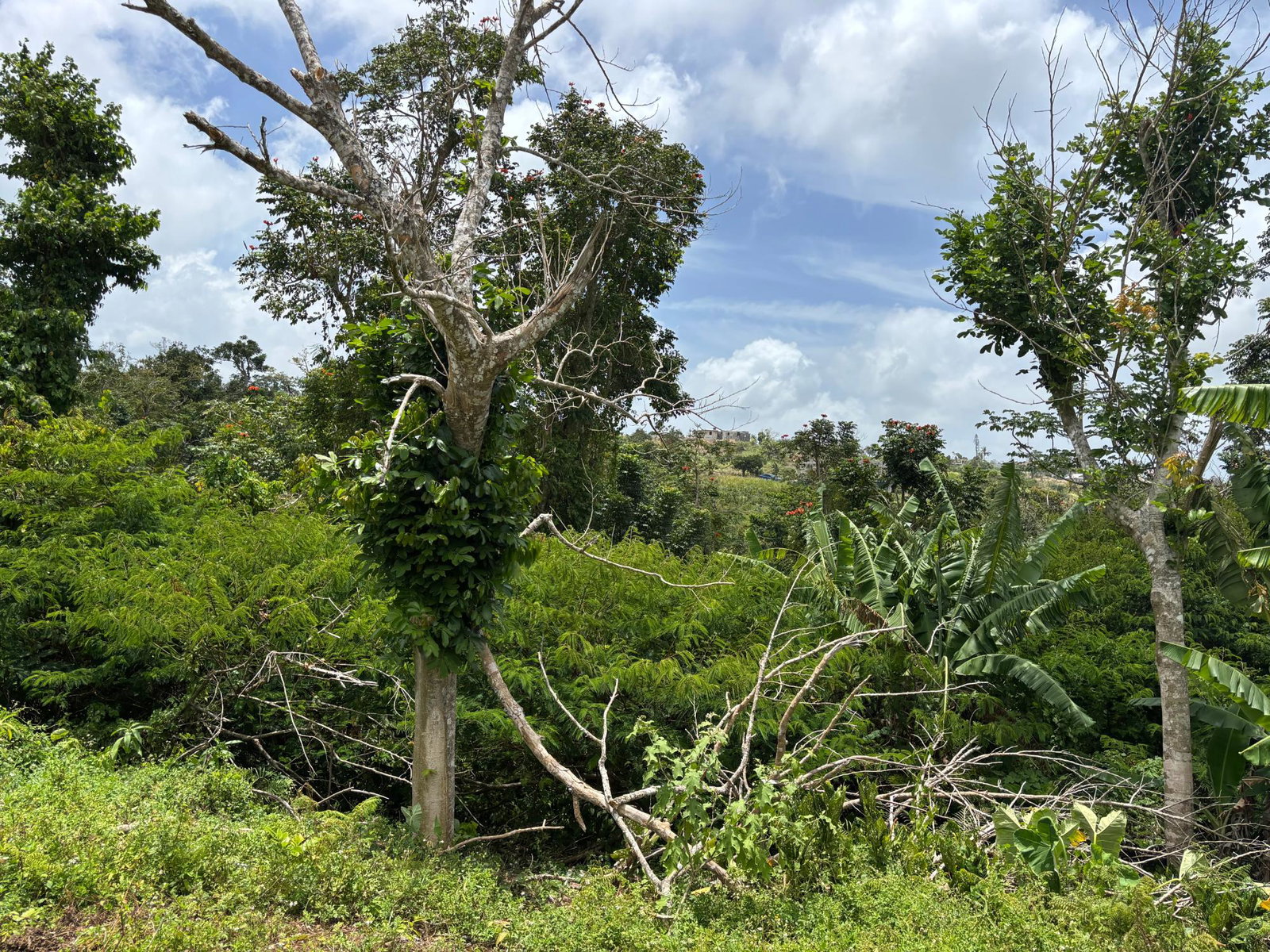 Nineteenth image of Free Hill Road in Bamboo, St. Ann, Jamaica - property is For Sale