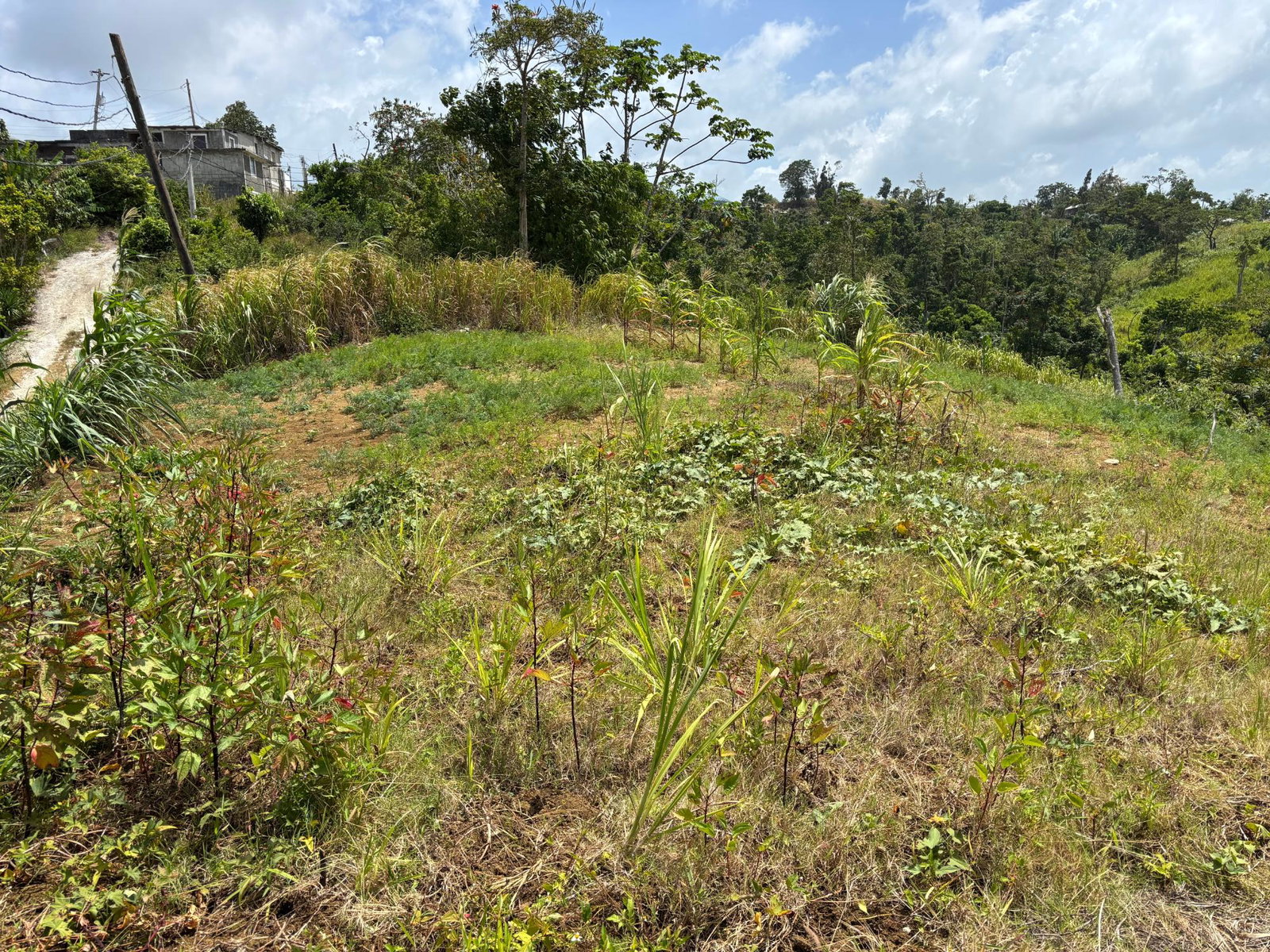 Fourth image of Free Hill Road in Bamboo, St. Ann, Jamaica - property is For Sale