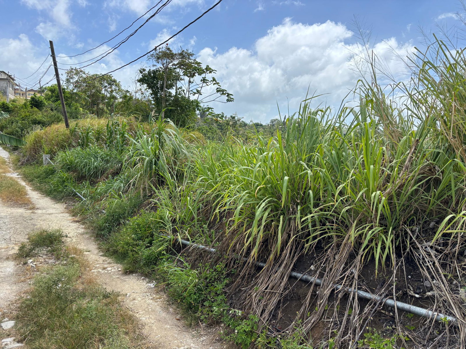 Fifth image of Free Hill Road in Bamboo, St. Ann, Jamaica - property is For Sale