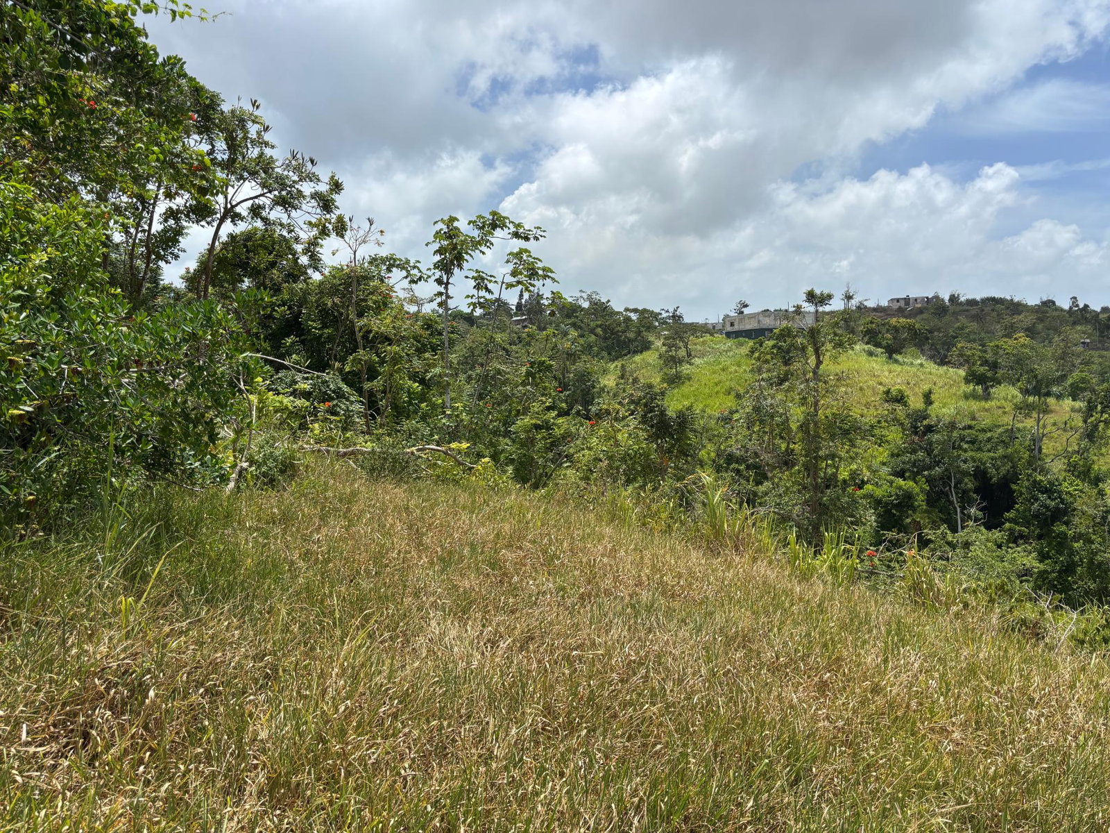 Eighth image of Free Hill Road in Bamboo, St. Ann, Jamaica - property is For Sale