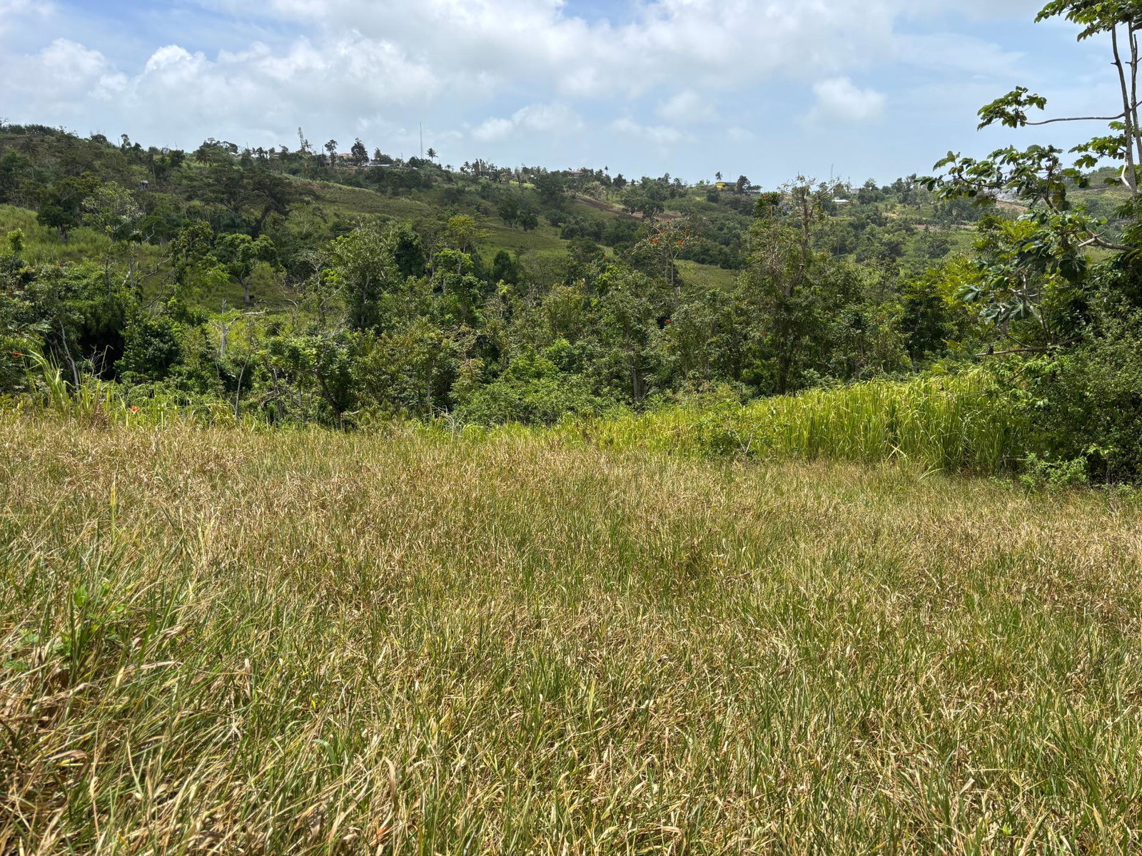 Ninth image of Free Hill Road in Bamboo, St. Ann, Jamaica - property is For Sale