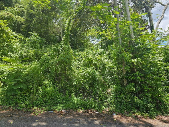 Twenty-Fourth image of Copse Lethe in Lethe, Hanover, Jamaica - property is For Sale