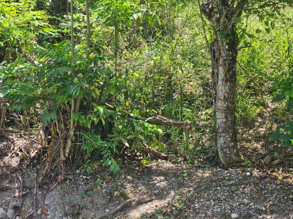 Twenty-Ninth image of Copse Lethe in Lethe, Hanover, Jamaica - property is For Sale